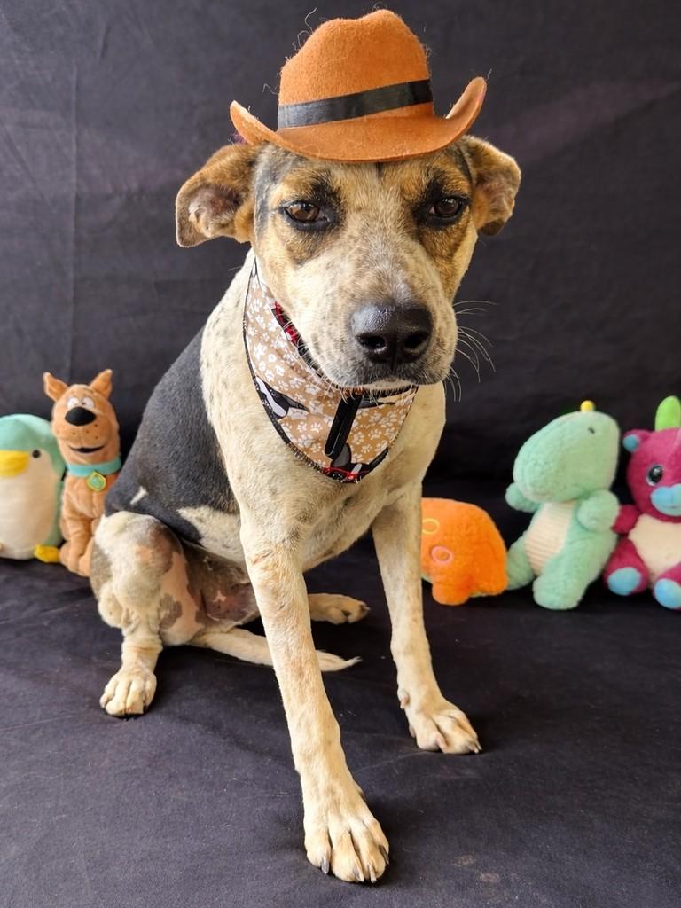 Diego, cachorro de porte médio para adoção em Vianópolis - GO