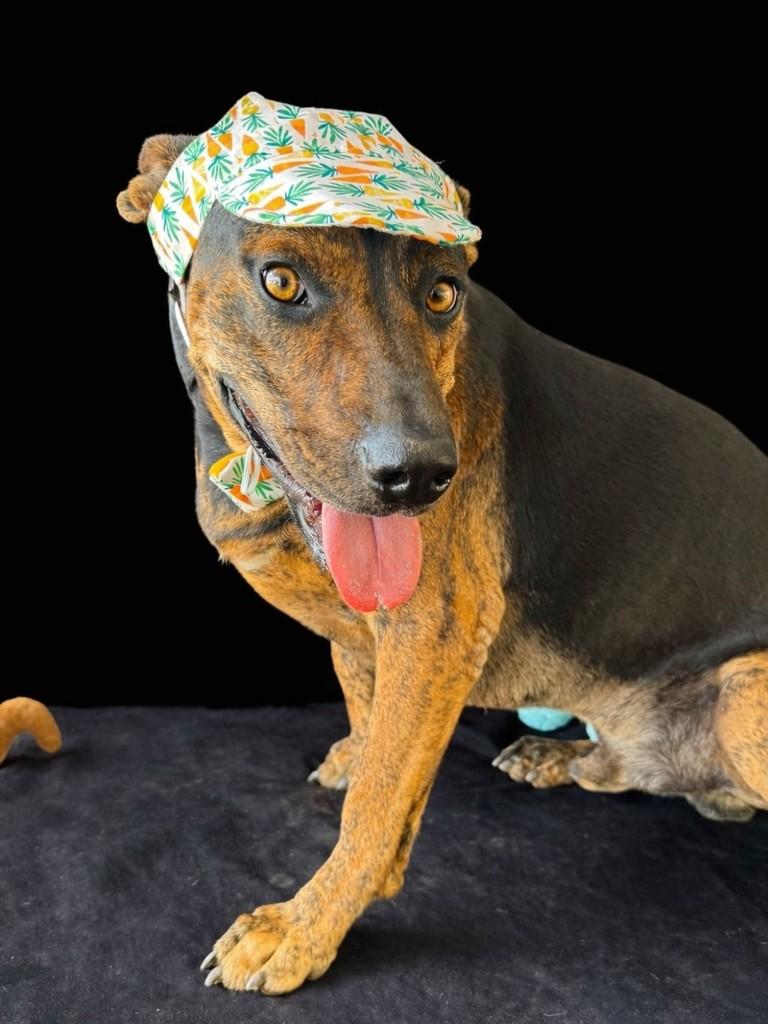 Tigre, cachorro de porte médio para adoção em Vianópolis - GO