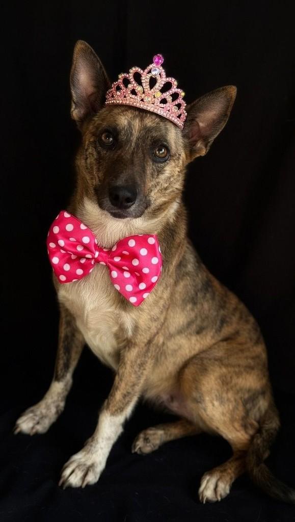 Rajada, cachorro de porte pequeno para adoção em Vianópolis - GO