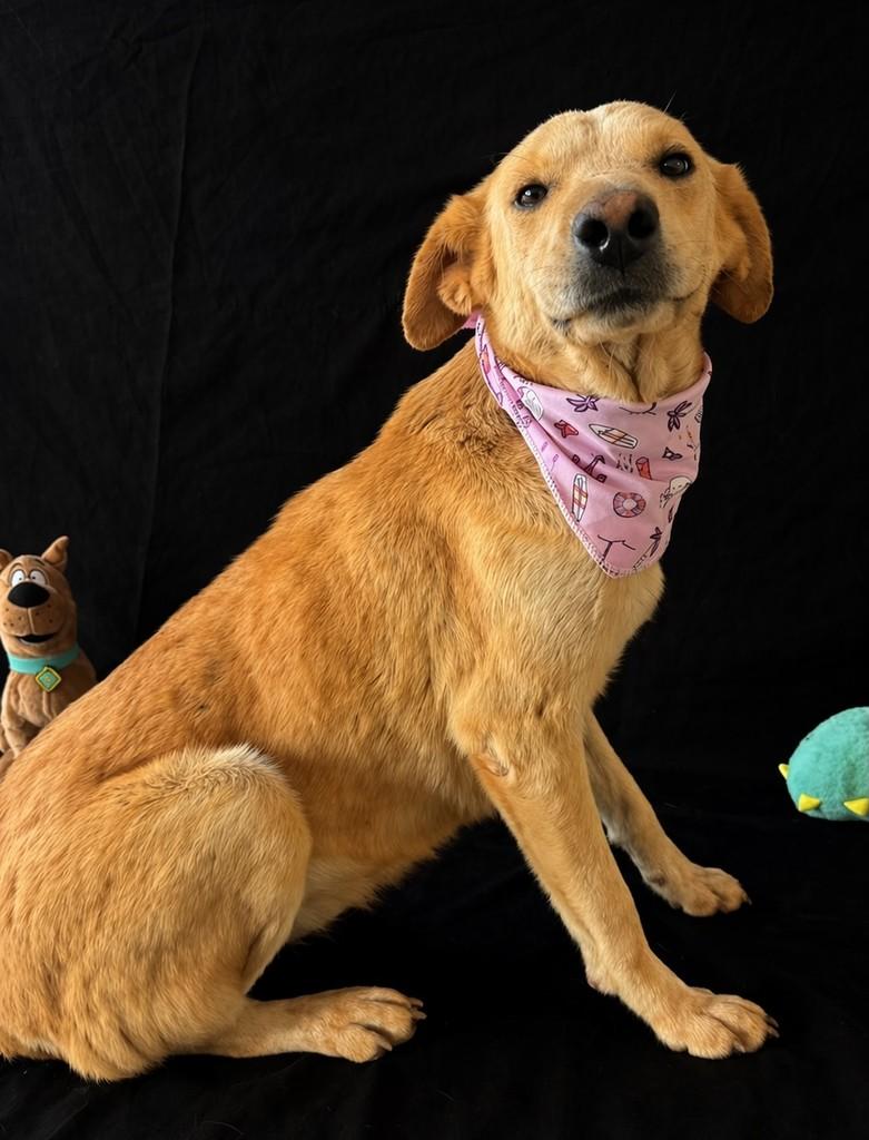 Caramelita, cadela de porte médio para adoção em Vianópolis - GO