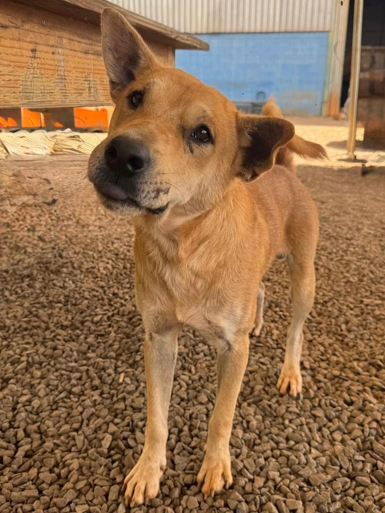 Rex, cachorro de porte médio para adoção em Vianópolis - GO