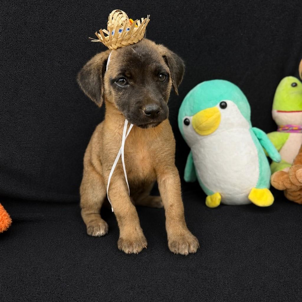 Juninho, cachorro de porte médio para adoção em Vianópolis - GO