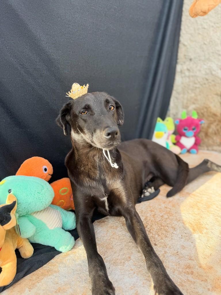 Isabel, cachorro de porte médio para adoção em Vianópolis - GO