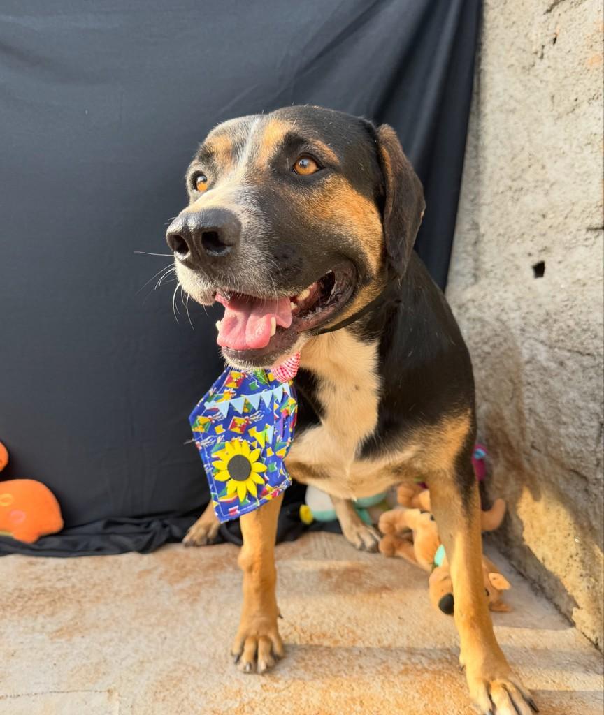 Bartô, cachorro de porte médio para adoção em Vianópolis - GO