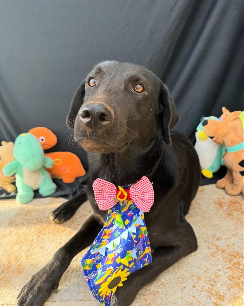 Isaac, cachorro de porte médio para adoção em Vianópolis - GO