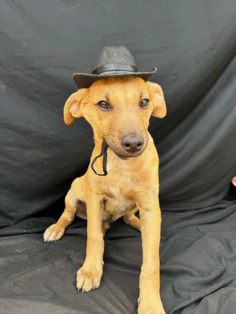 Carlinhos, cachorro de porte médio para adoção em Vianópolis - GO