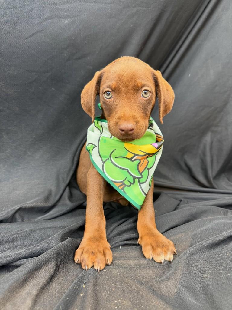Chocolate, cachorro de porte médio para adoção em Vianópolis - GO