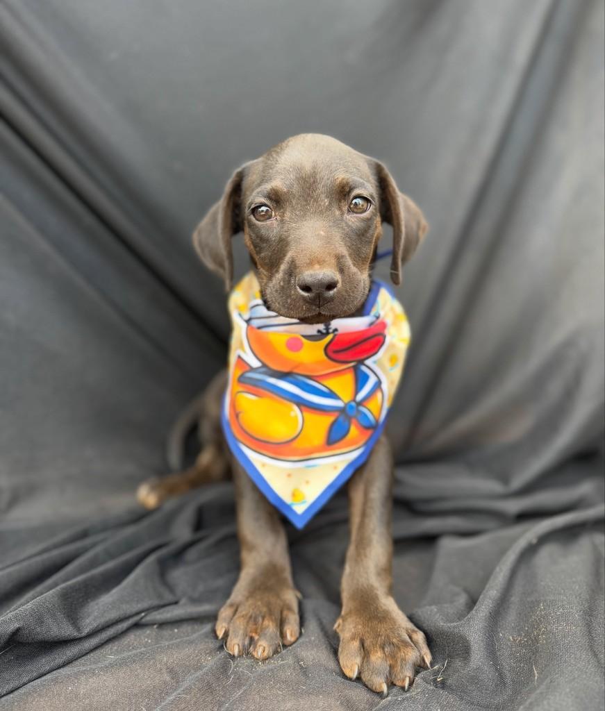 Bruninho, cachorro de porte médio para adoção em Vianópolis - GO