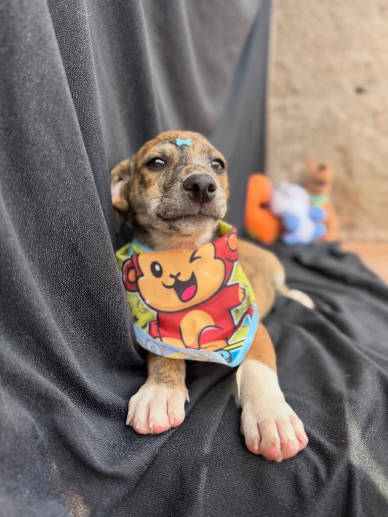 Biscoito, cachorro de porte pequeno para adoção em Vianópolis - GO