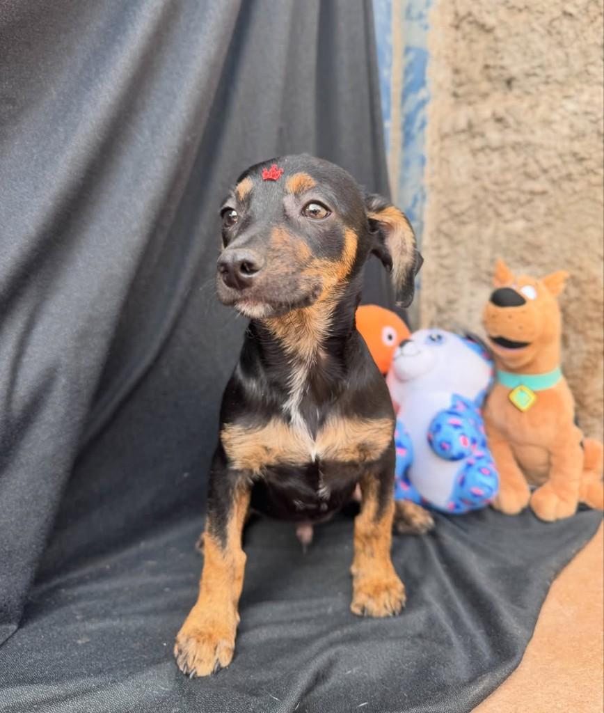 Pingo, cachorro de porte pequeno para adoção em Vianópolis - GO