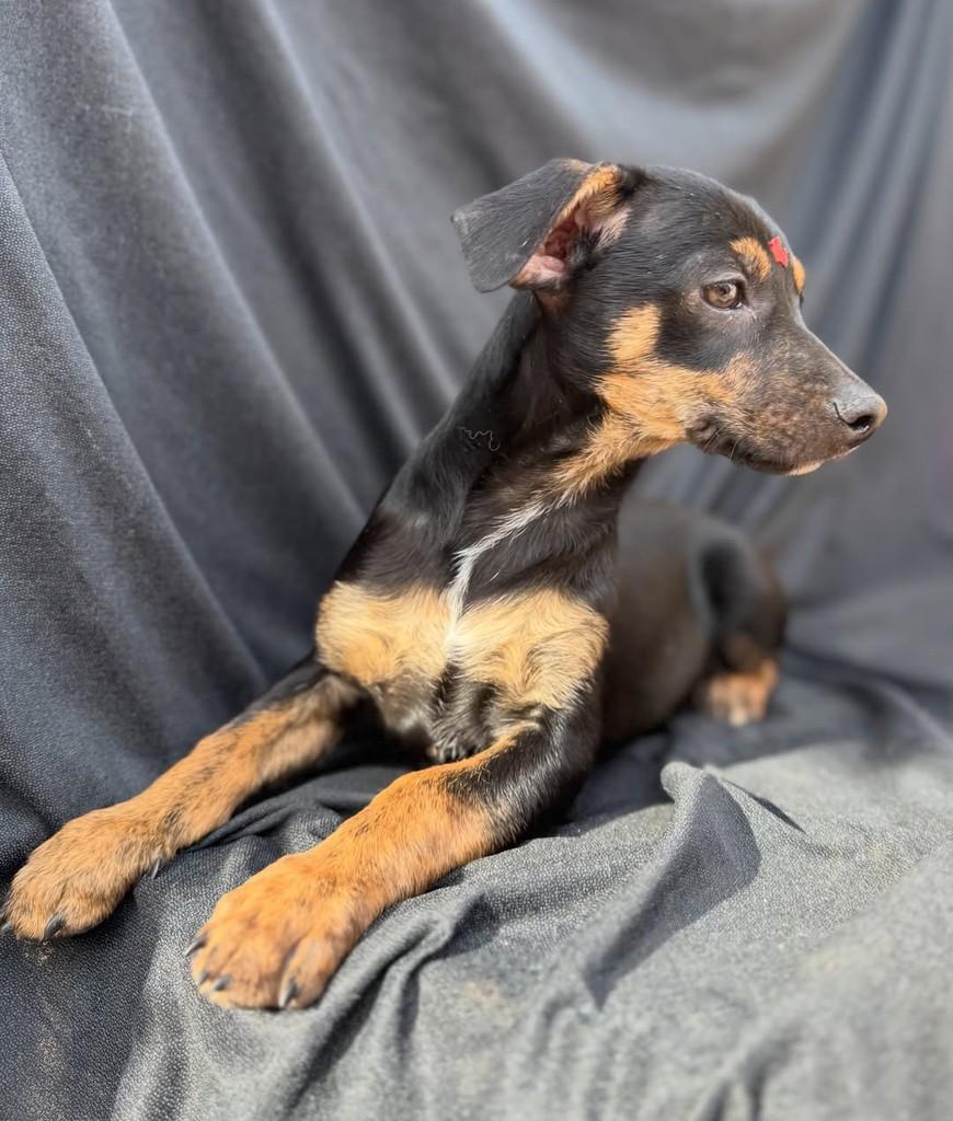 Pingo, cachorro de porte pequeno para adoção em Vianópolis - GO — foto 2 de 7