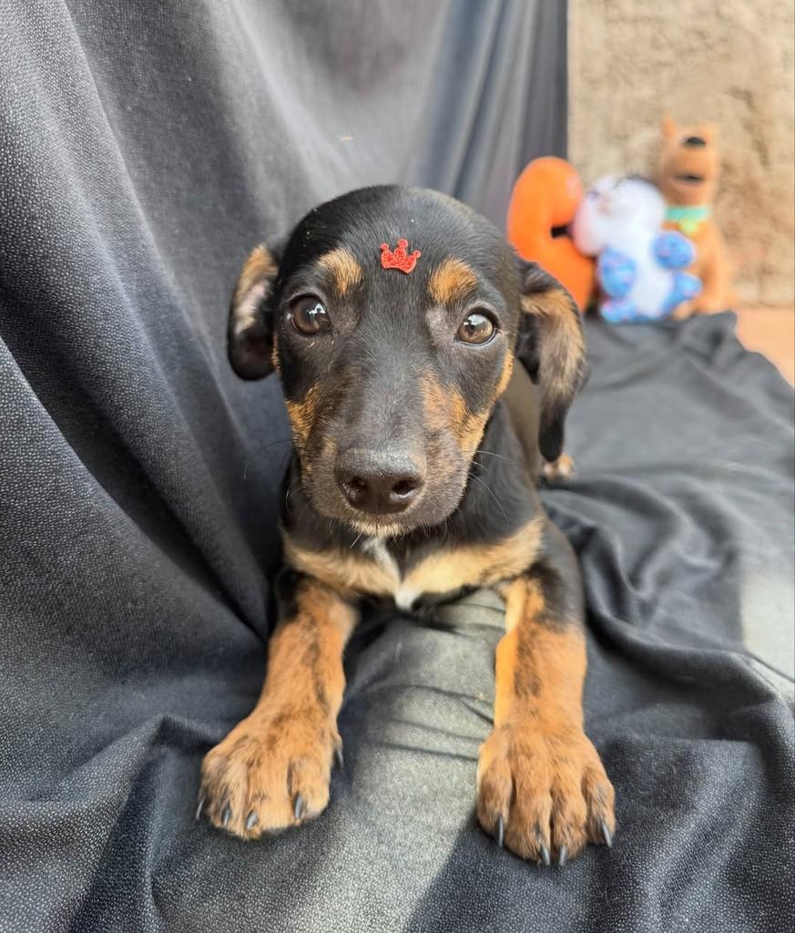 Pingo, cachorro de porte pequeno para adoção em Vianópolis - GO — foto 3 de 7