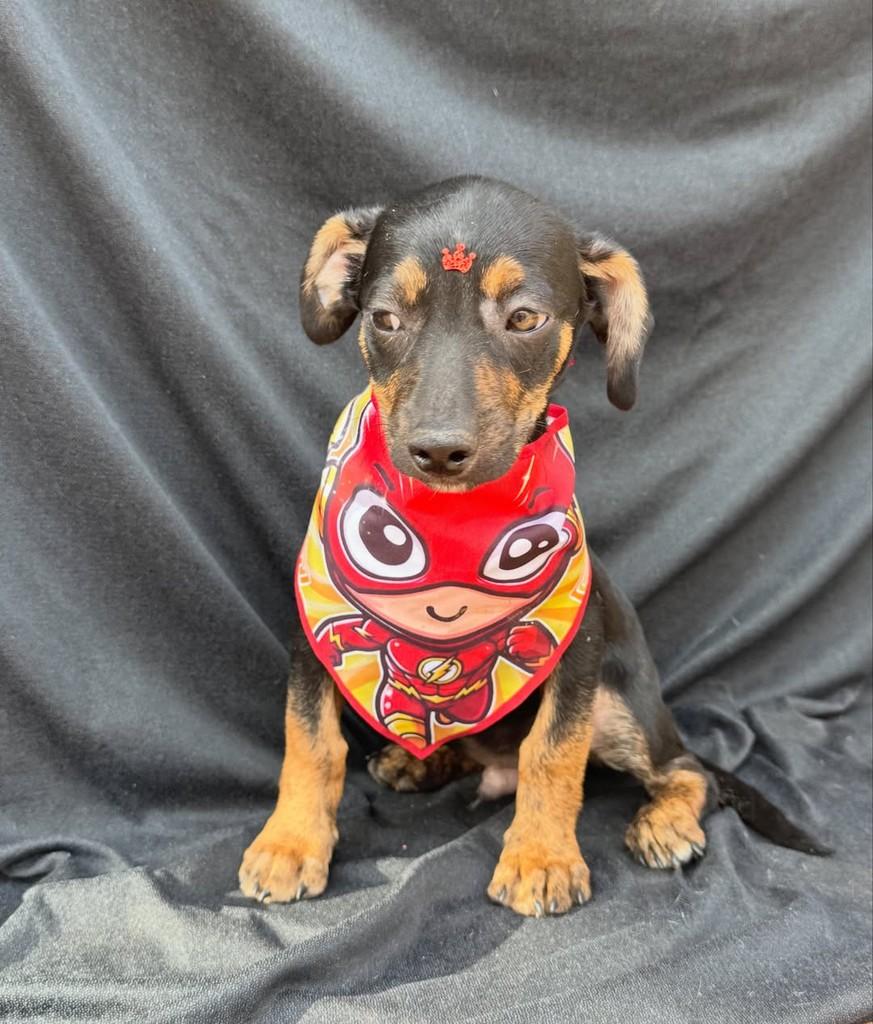 Pingo, cachorro de porte pequeno para adoção em Vianópolis - GO — foto 4 de 7