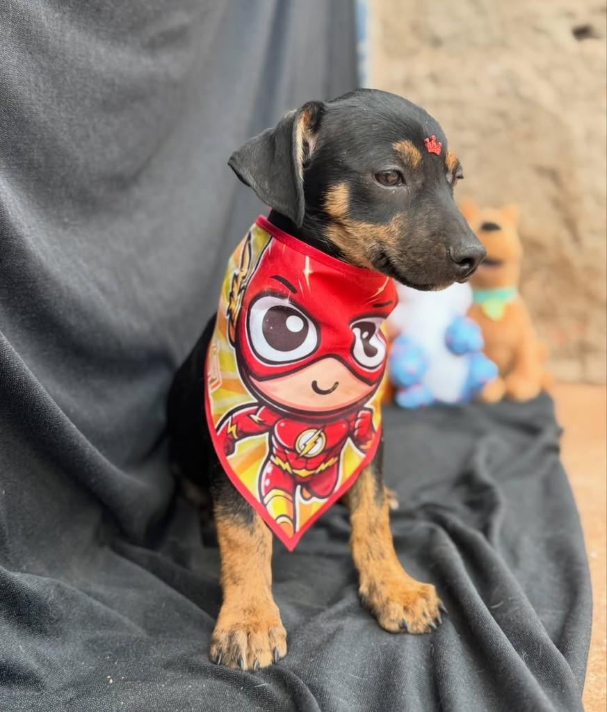 Pingo, cachorro de porte pequeno para adoção em Vianópolis - GO — foto 5 de 7