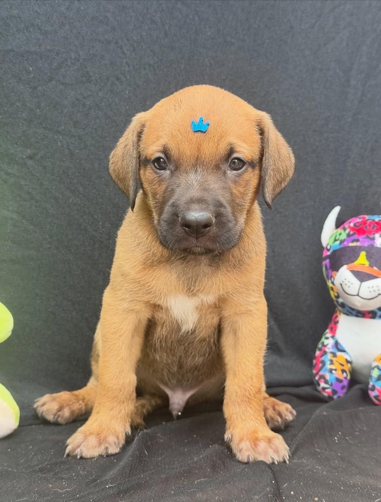 Baruck, cachorro de porte médio para adoção em Vianópolis - GO