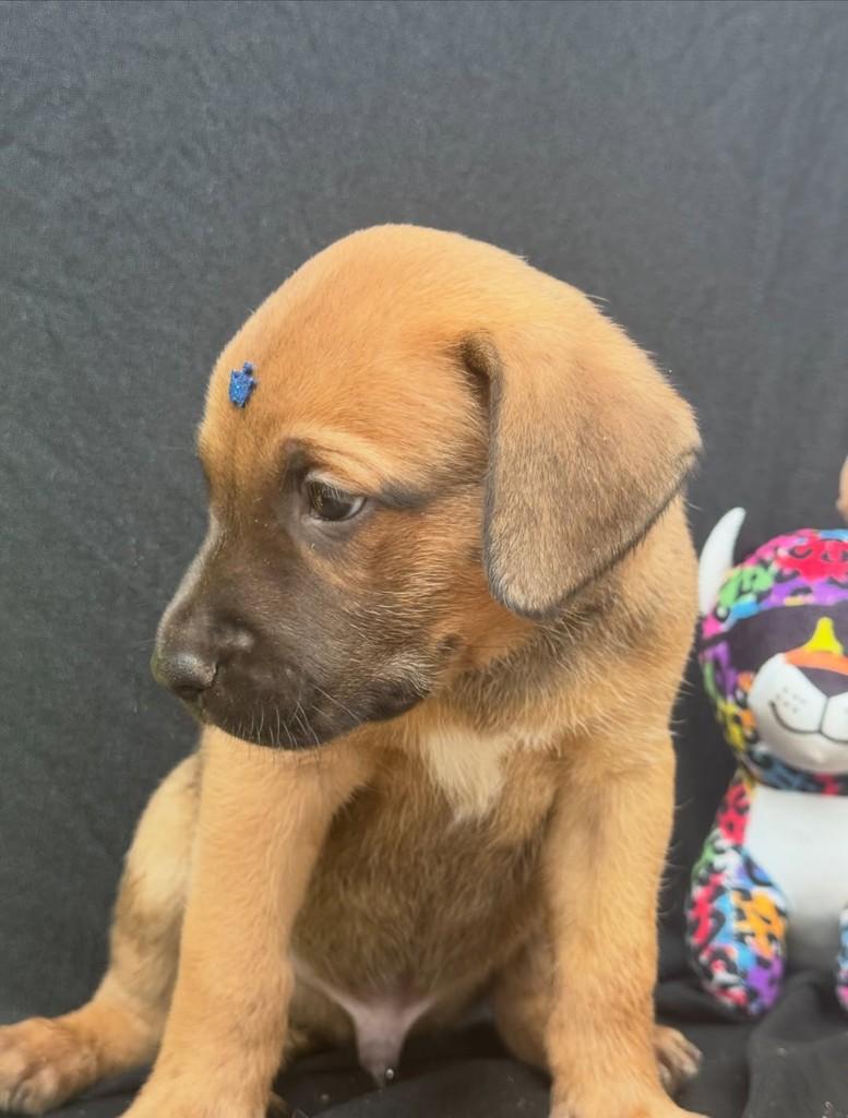 Baruck, cachorro de porte médio para adoção em Vianópolis - GO — foto 2 de 5