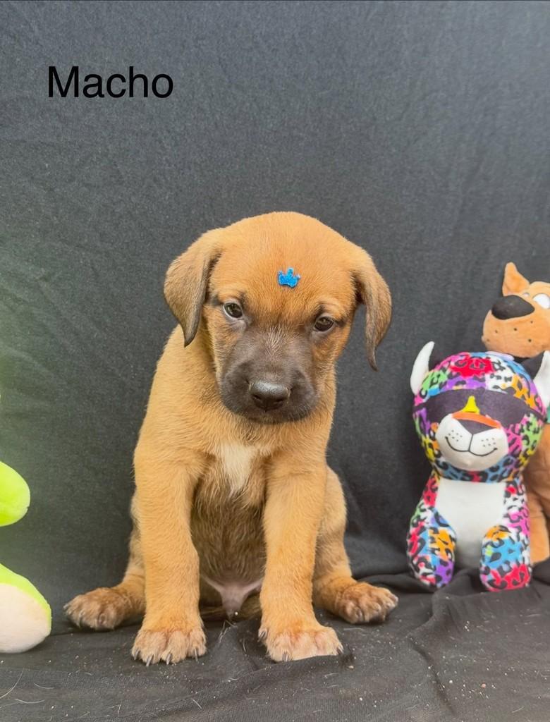 Baruck, cachorro de porte médio para adoção em Vianópolis - GO — foto 3 de 5