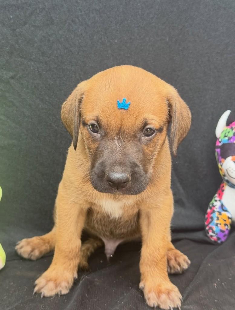 Baruck, cachorro de porte médio para adoção em Vianópolis - GO — foto 4 de 5
