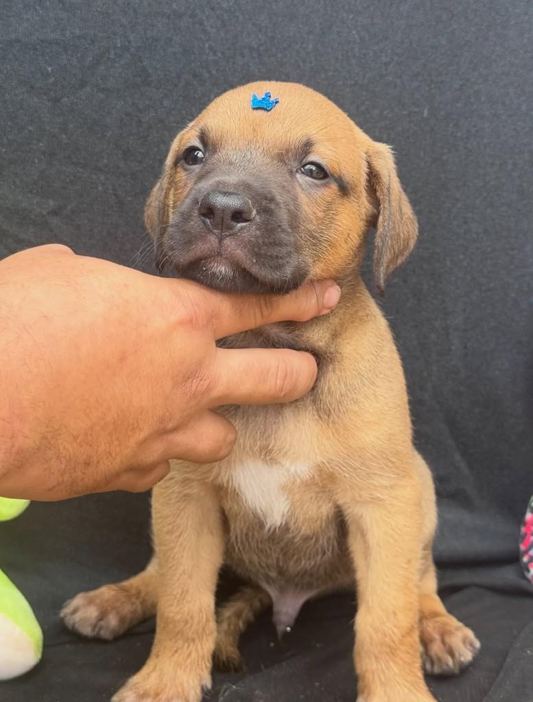 Baruck, cachorro de porte médio para adoção em Vianópolis - GO — foto 5 de 5