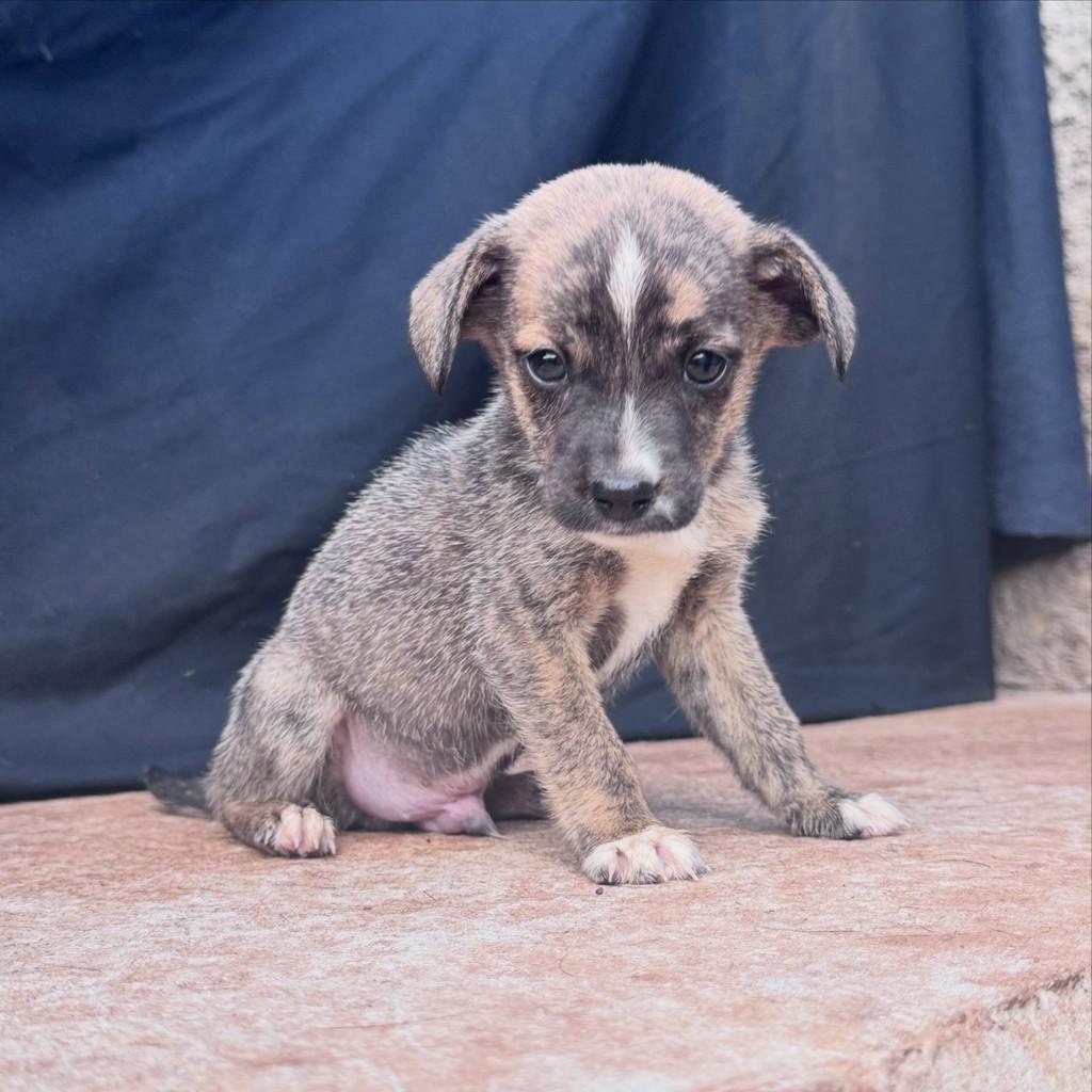 Gustavinho, cachorro de porte pequeno para adoção em Vianópolis - GO