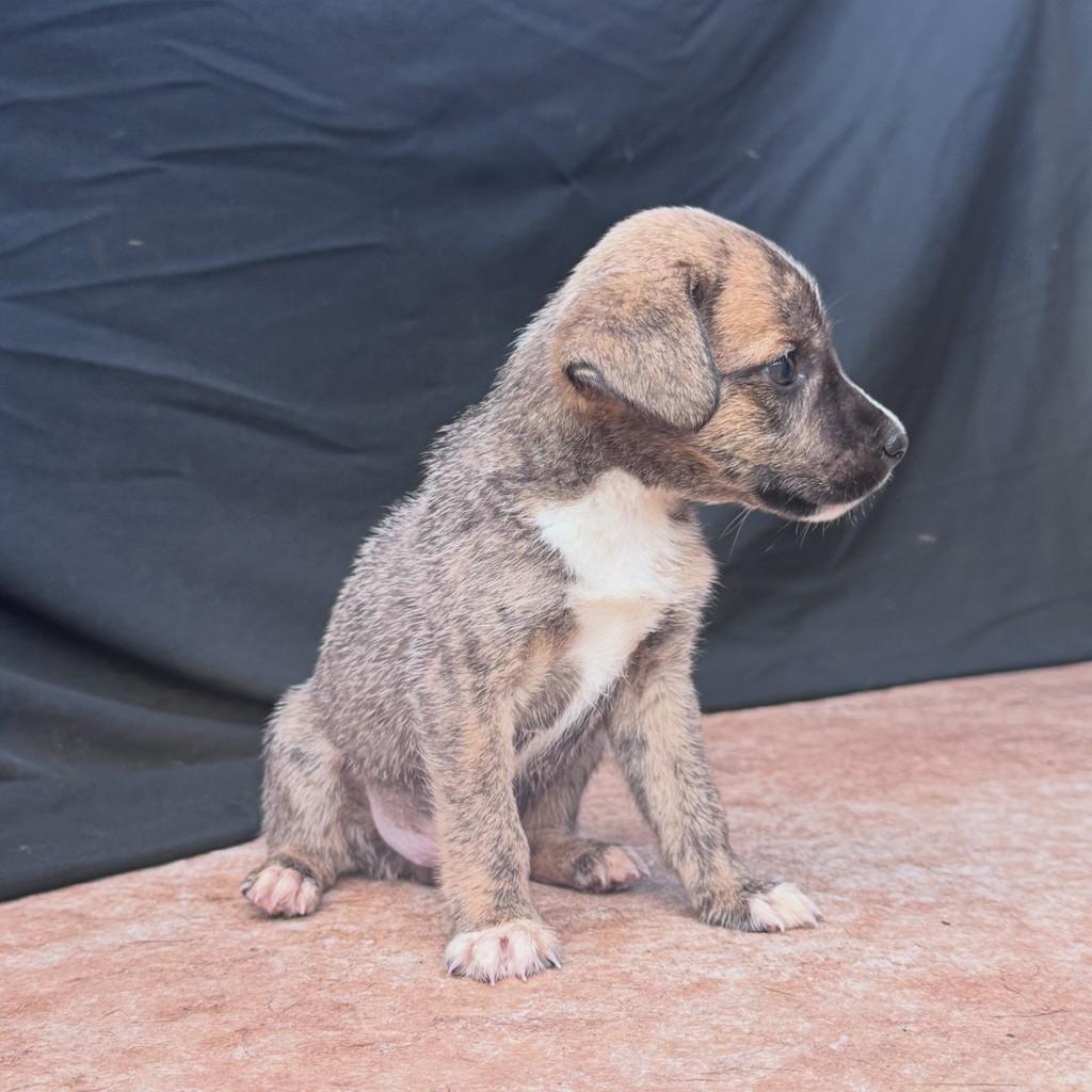 Gustavinho, cachorro de porte pequeno para adoção em Vianópolis - GO — foto 2 de 3