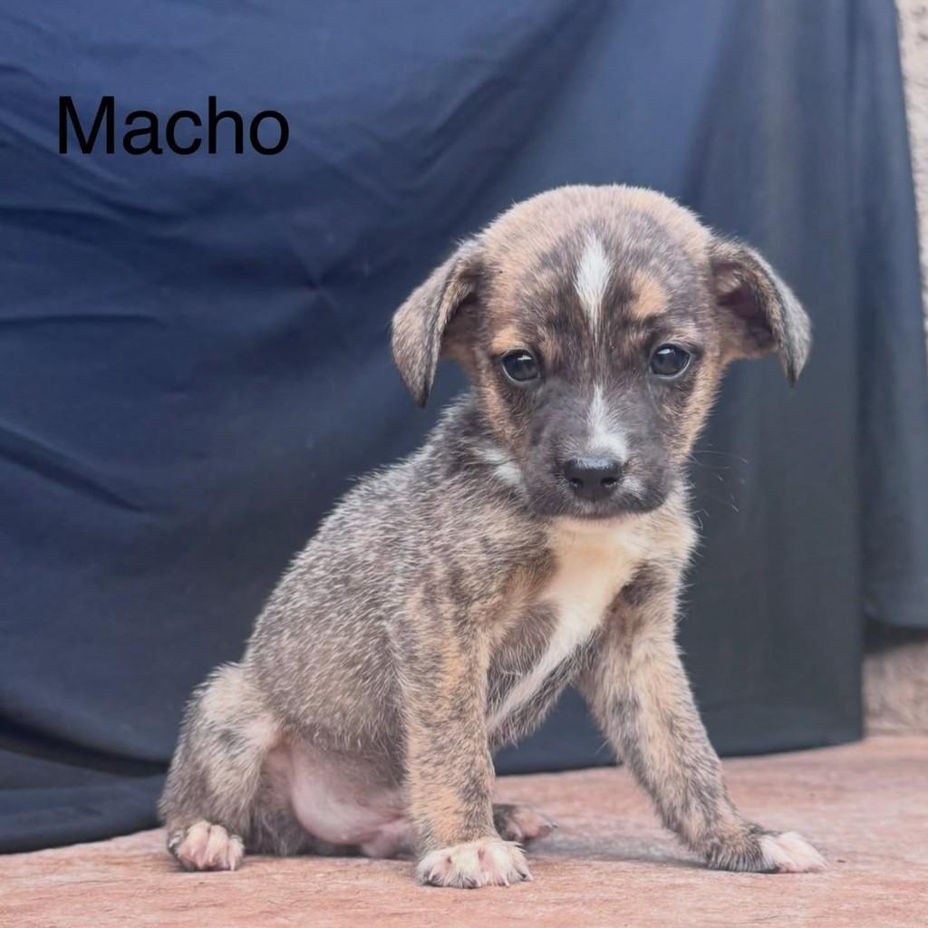 Gustavinho, cachorro de porte pequeno para adoção em Vianópolis - GO — foto 3 de 3