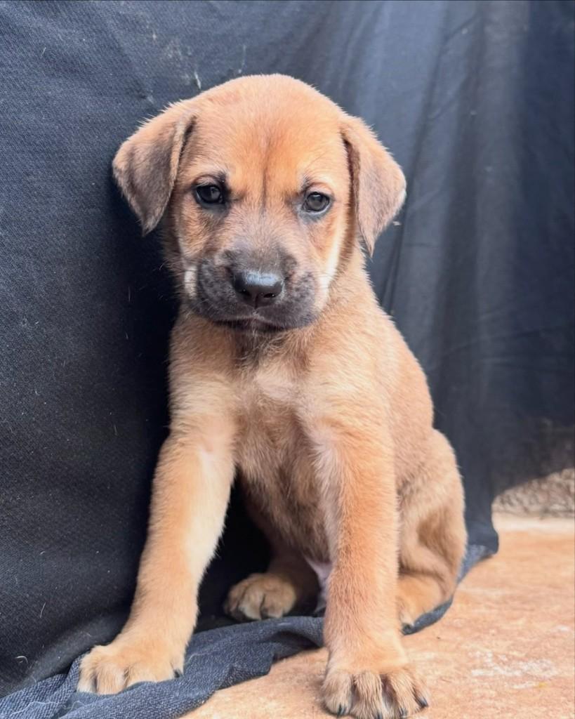 Francisco, cachorro de porte médio para adoção em Vianópolis - GO