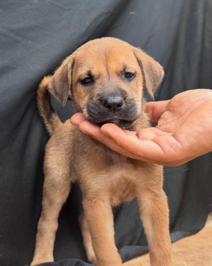 Francisco, cachorro de porte médio para adoção em Vianópolis - GO — foto 2 de 3