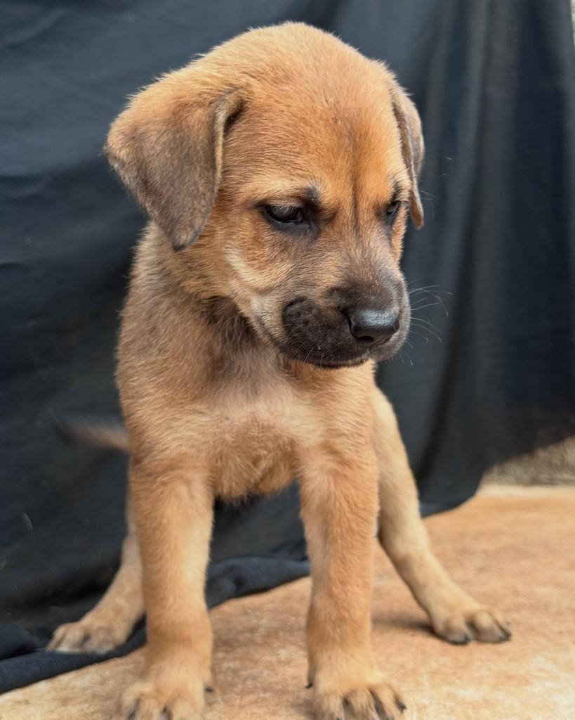Francisco, cachorro de porte médio para adoção em Vianópolis - GO — foto 3 de 3
