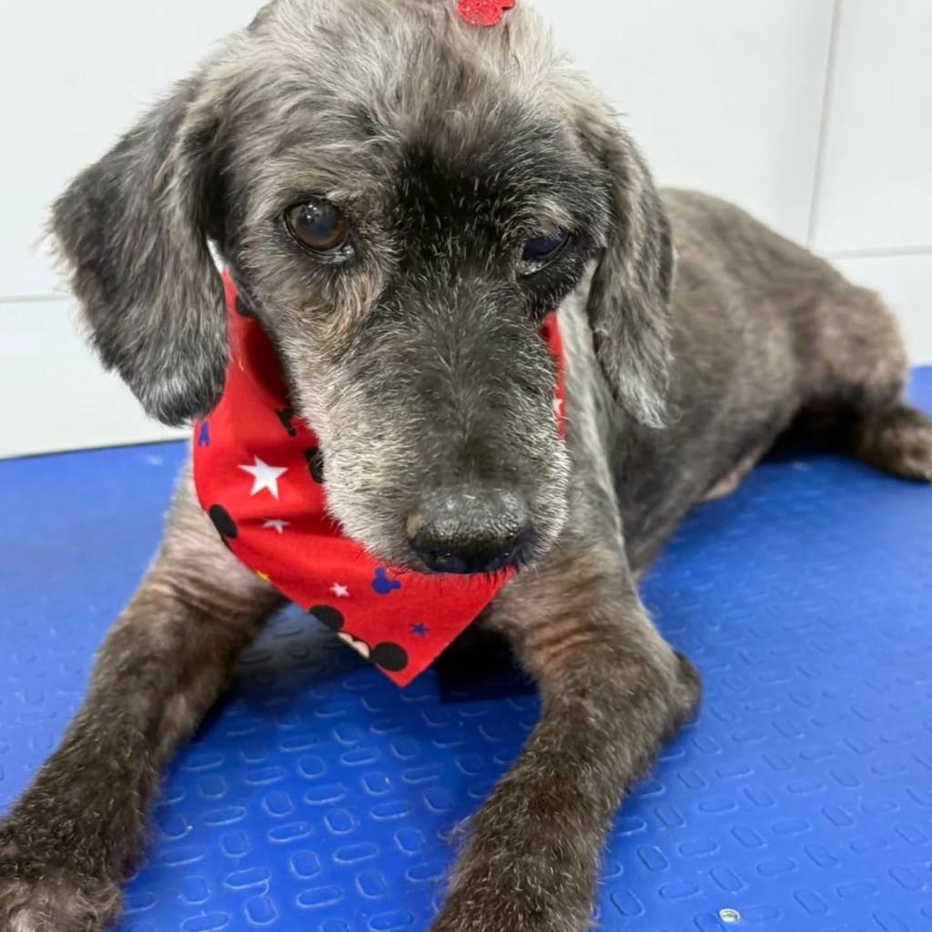 Sid, cachorro de porte pequeno para adoção em Araporã - MG