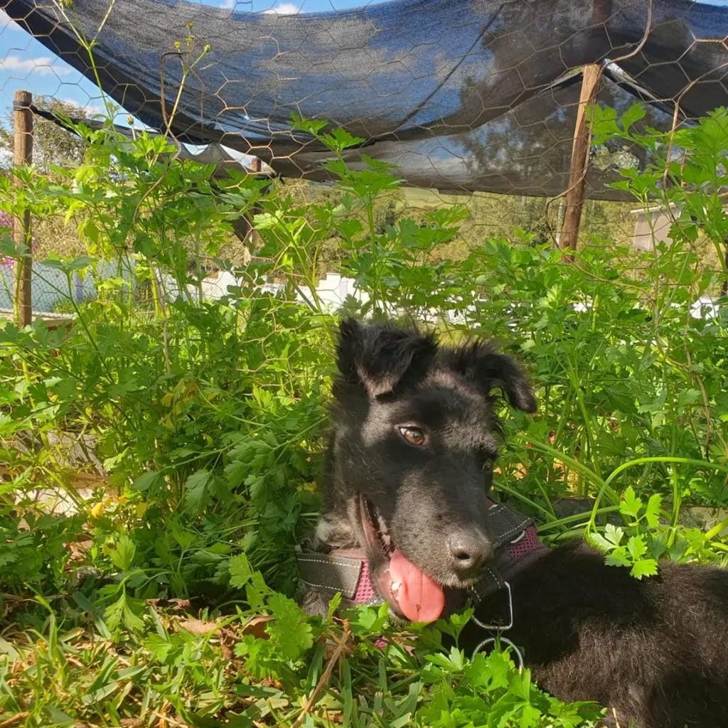 Lobinho, cachorro de porte médio para adoção em Três Corações - MG