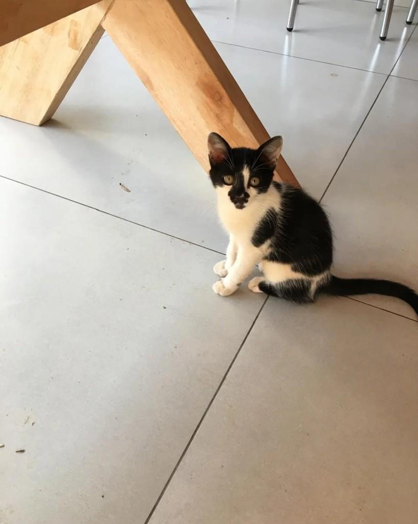 Emília, gata para adoção em Altônia - PR