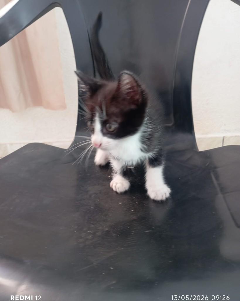 Chiquinho, gato de porte pequeno para adoção em Altônia - PR