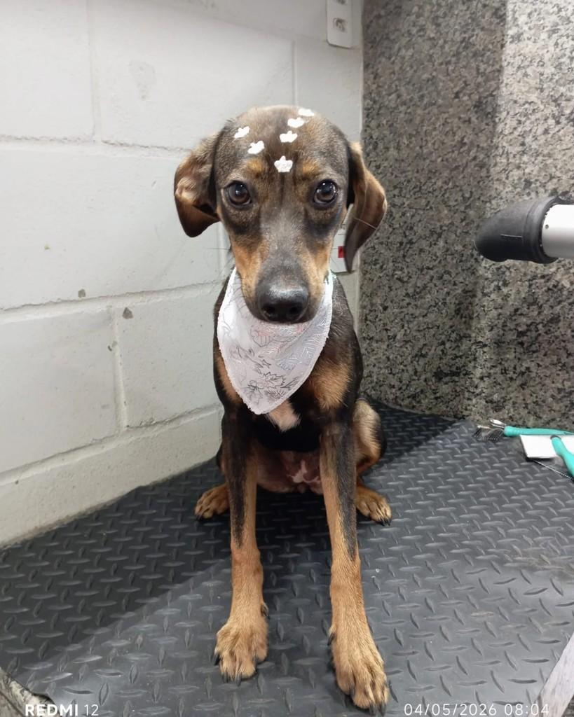 Sandy, cachorro de porte pequeno para adoção em Altônia - PR