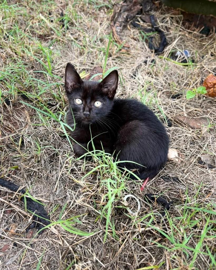 Sushi, gata de porte pequeno para adoção em Altônia - PR