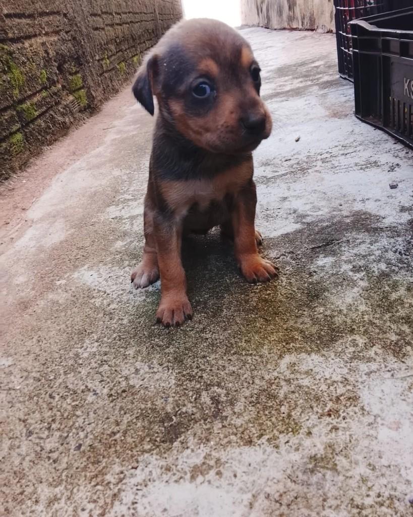 Leona, cachorro de porte pequeno para adoção em Altônia - PR