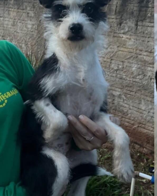 Babalu, cadela de porte pequeno para adoção em Altônia - PR