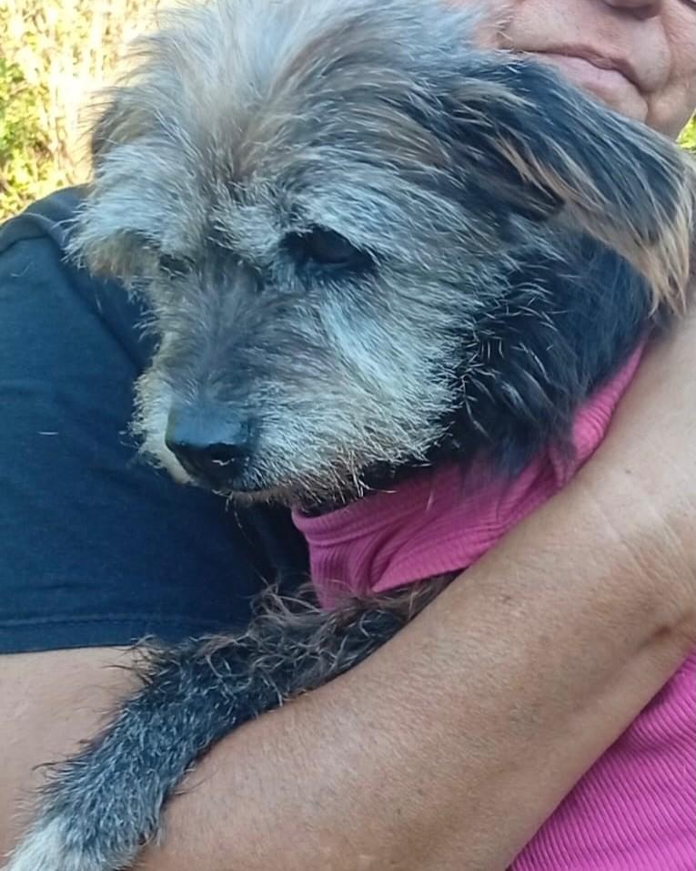 Chiquinha, cadela de porte pequeno para adoção em Altônia - PR