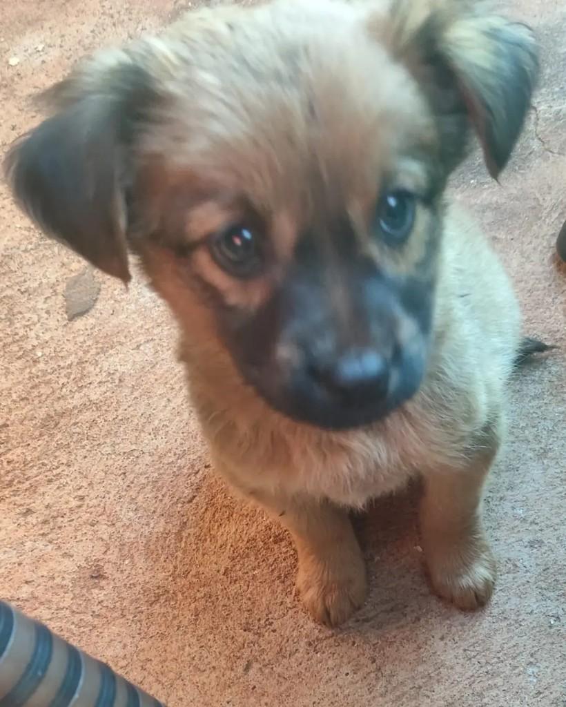 Pedrinho, cachorro de porte médio para adoção em Altônia - PR