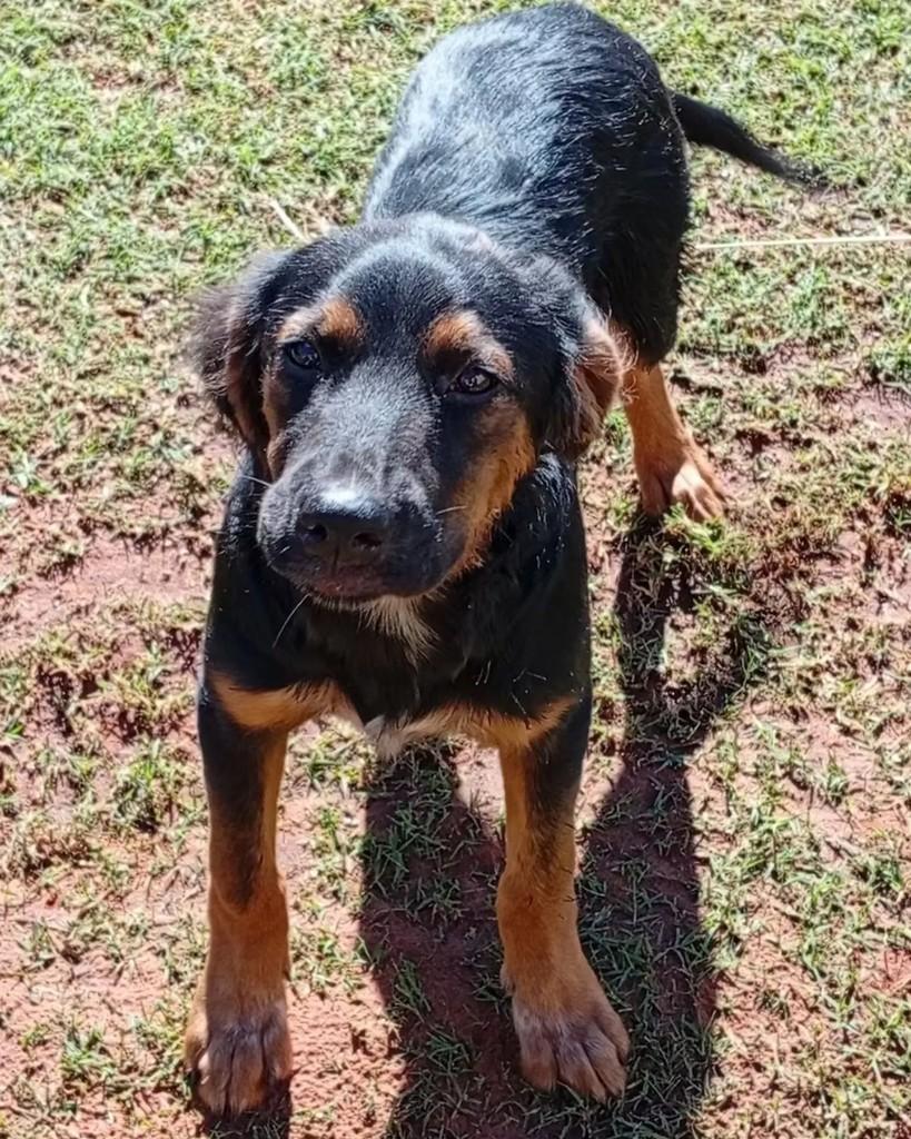 João, cachorro de porte grande para adoção em Altônia - PR