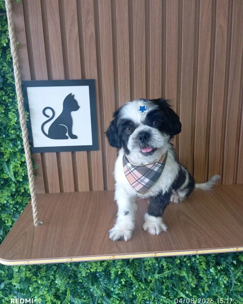 Zezinho, cachorro de porte pequeno para adoção em Altônia - PR