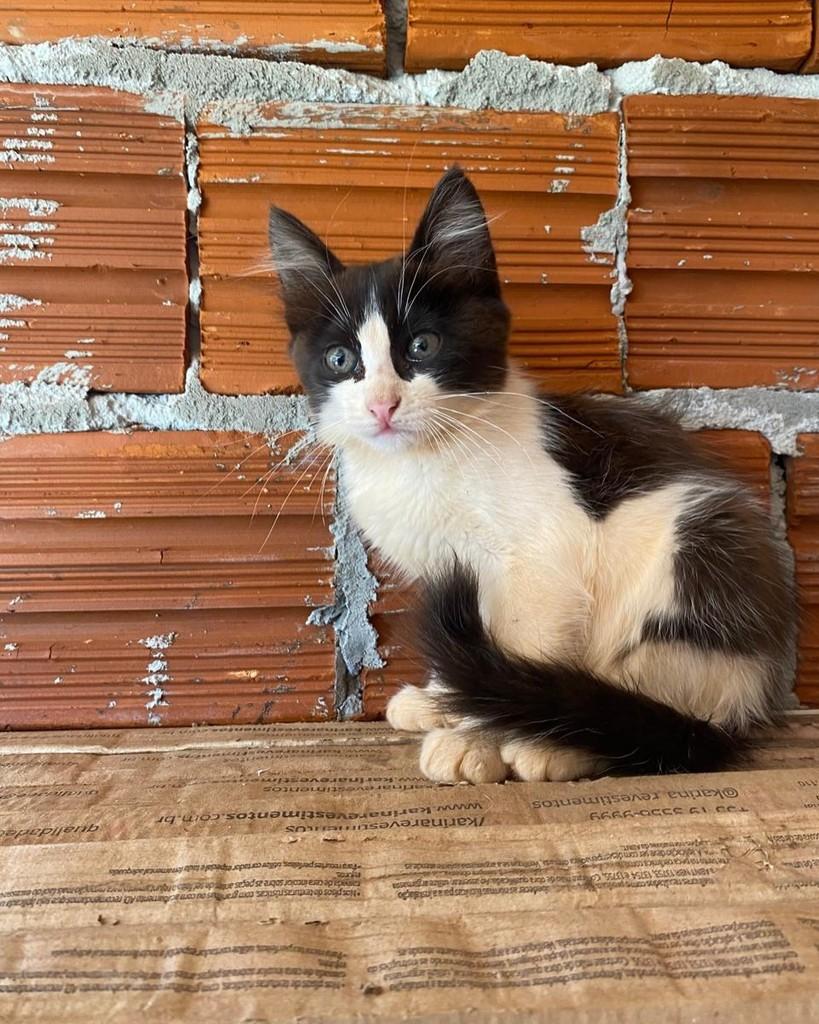 July, gato de porte pequeno para adoção em Altônia - PR