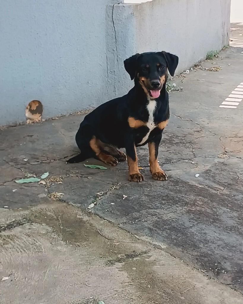 Zezé, cachorro de porte pequeno para adoção em Altônia - PR