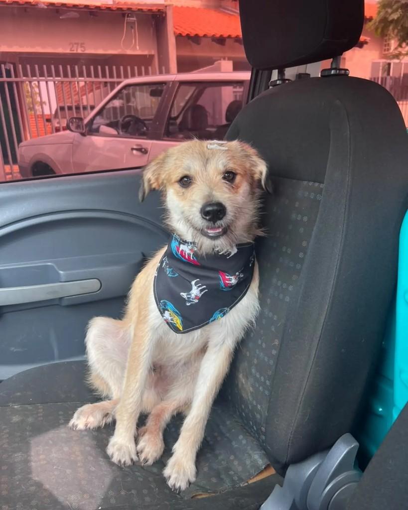 Jorge, cachorro de porte médio para adoção em Altônia - PR
