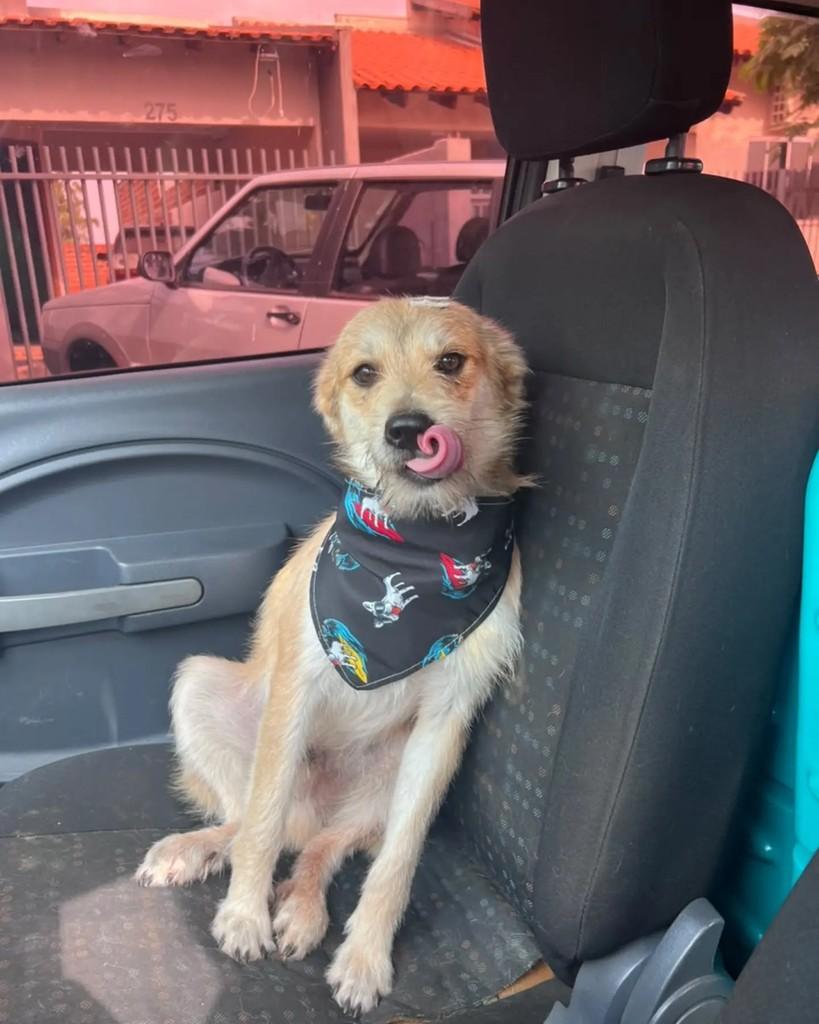Jorge, cachorro de porte médio para adoção em Altônia - PR — foto 2 de 6