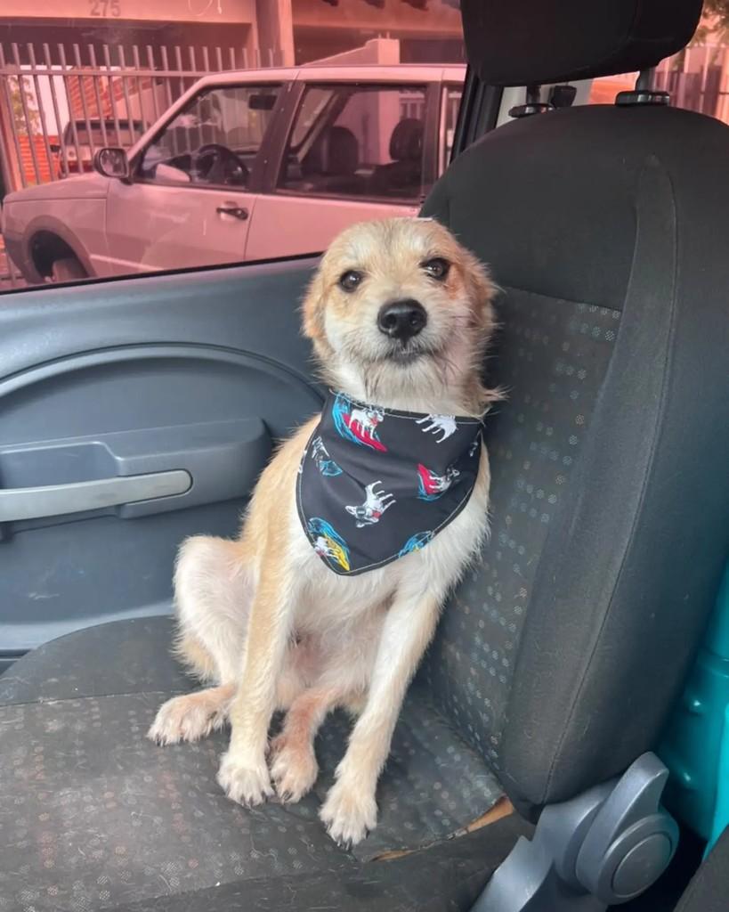 Jorge, cachorro de porte médio para adoção em Altônia - PR — foto 3 de 6