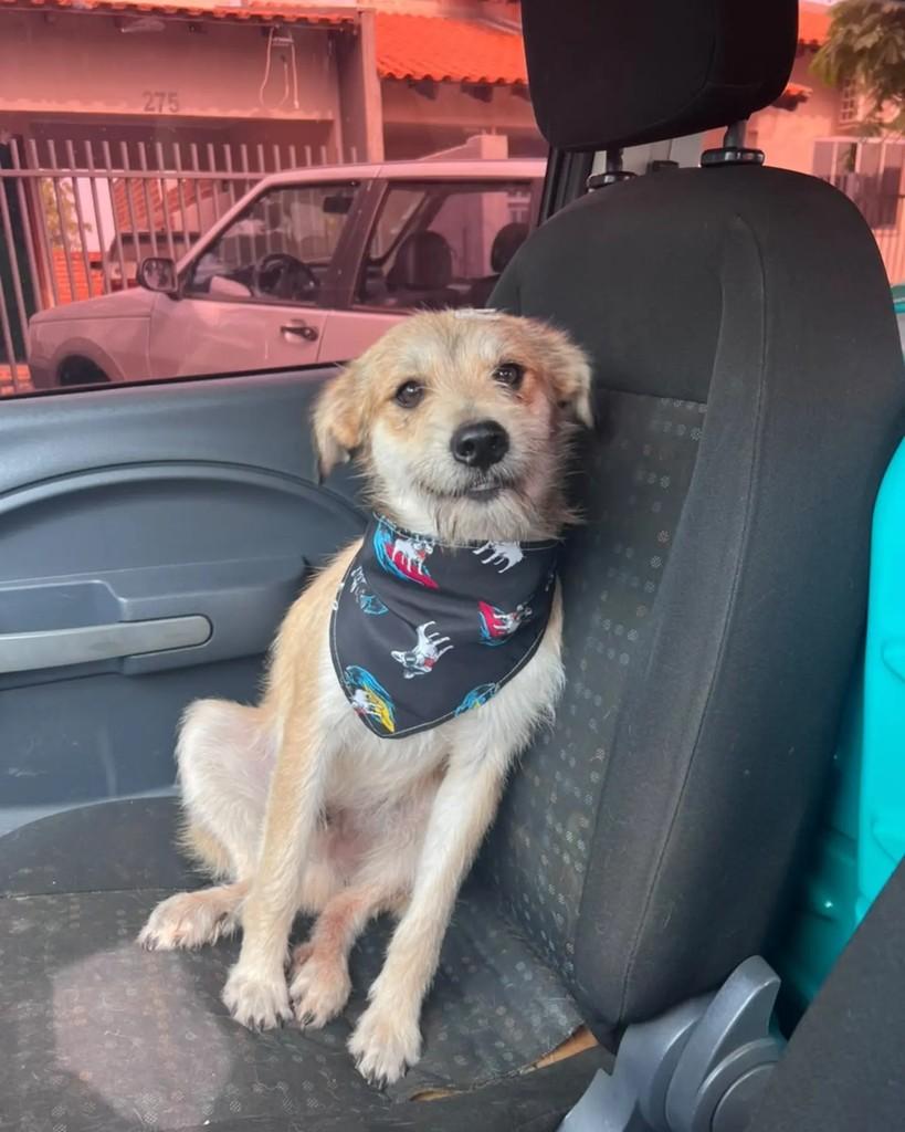 Jorge, cachorro de porte médio para adoção em Altônia - PR — foto 4 de 6