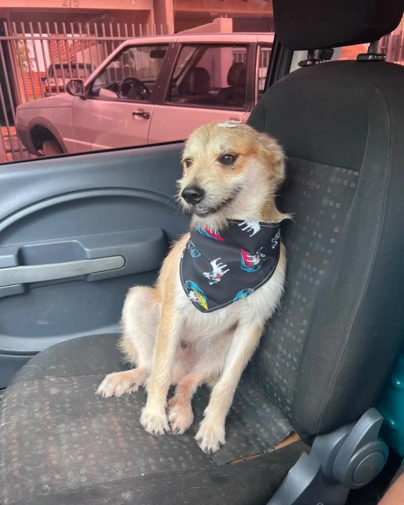 Jorge, cachorro de porte médio para adoção em Altônia - PR — foto 5 de 6