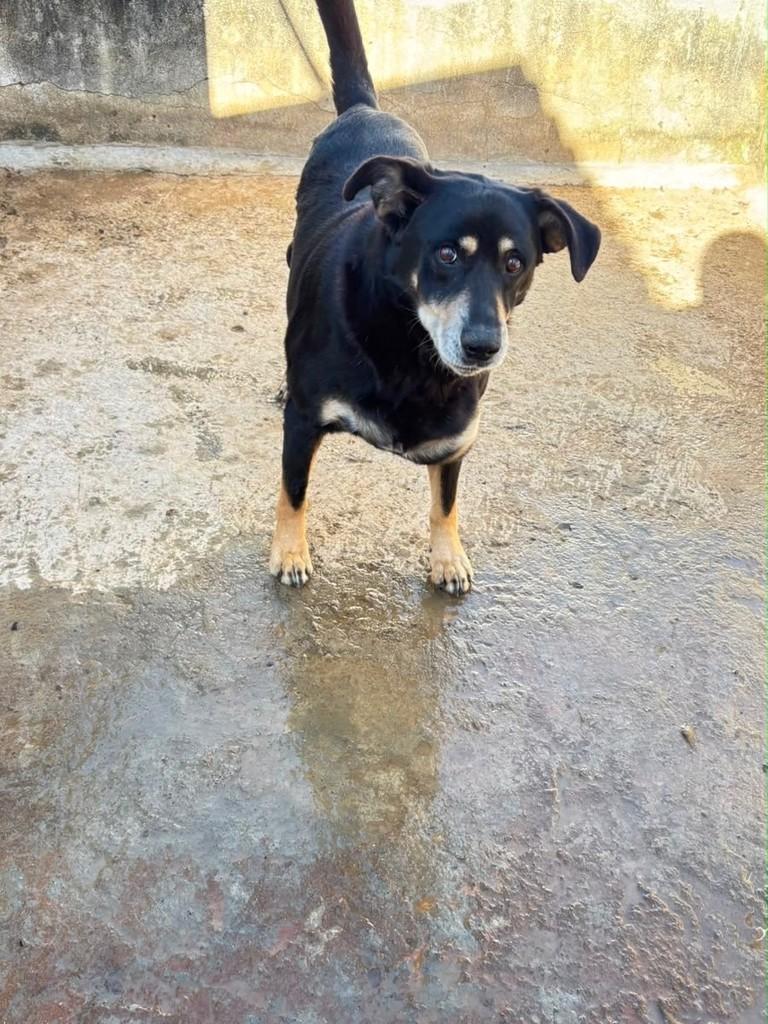 Thor, cachorro para adoção em Ibiúna - SP