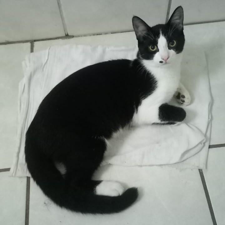 Vidinha, gato de porte médio para adoção em Arvorezinha - RS